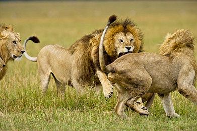 《最终幻想16》PC版新截图 画面细致人物更逼真